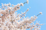 Fototapeta Nowy Jork - 봄에 활짝 핀 벚꽃