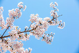 Fototapeta Nowy Jork - 봄에 활짝 핀 벚꽃