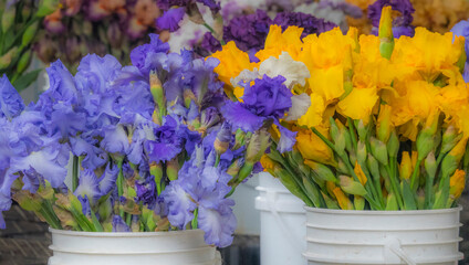 Canvas Print - USA, Oregon, Salem, garden with cut Bearded Iris for sale in plastic buckets