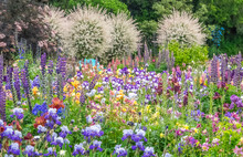 USA, Oregon, Salem, Colorful Garden With Russell Lupine And Allium In Full Bloom
