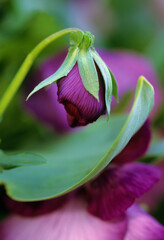 Wall Mural - USA, Pennsylvania. Flower bud opening in spring.