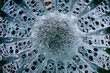 © Pansfun Images/Stocksy - Micrograph of Caulis aristolochiae manshuriensis stem plant cell