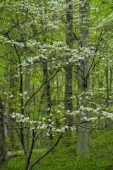 Sticker - USA, Pennsylvania. Spring forest scenic.