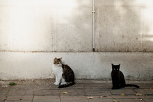 Cat Colony In Street Of A City During Daytime With Adult Cats And Kittens