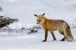 © unite images/Stocksy - red fox in the snow hunting in yellowstone