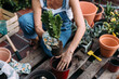 © Brat Co/Stocksy - Senior Woman Planting Flowers