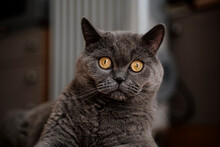 Cute British Shorthair Cat Looking At Camera With Wide Open Eyes