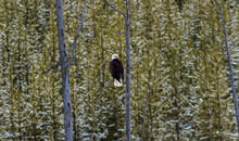 Eagle Sitting At Top Of Tree