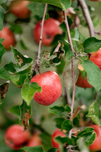 Close Up Of A Ripe, Red Apple On Branch