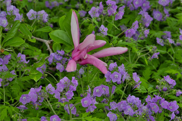 Wall Mural - Springtime, Chanticleer Garden, Wayne, Pennsylvania.