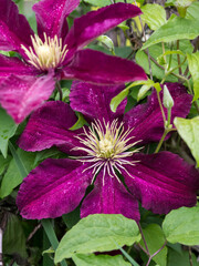 Poster - Climbing fuchsia clematis in a garden.