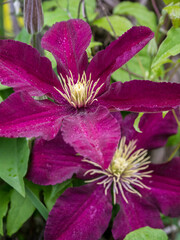 Poster - Climbing fuchsia clematis in a garden.