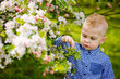© Elena  - A cute blond boy in a blue shirt looks at the flowers near a blooming white apple tree. In spring, the garden is in full bloom.