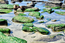 Stones On The Seashore Covered With Algae