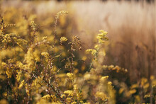 Vibrant Yellow Goldenrod Plants In An Autumn Field