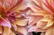 © ALICIA BOCK PHOTOGRAPHY/Stocksy - Vibrant Pink and Orange Dahlia Flowers