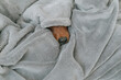 © Bor Cvetko/Stocksy - Dog's snout in a soft blanket