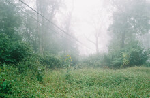 Foggy Forest With Wires