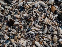 The Texture Of Small Shells On The Beach