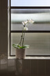 © Jodie Johnson Photography/Stocksy - Orchid on a window sill