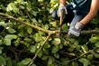 © Jennifer Bogle/Stocksy - Child sawing a branch