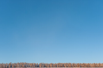 Winter forest on the background of the blue sky