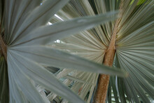 Close Up Of Pale Green Palm Leaves