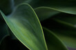 © Jarusha Brown Photography/Stocksy - Close up of green tropical leaves