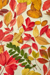 © Yaroslav Danylchenko/Stocksy - Autumn leaves background of yellow and orange colors.