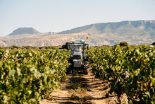 Back View Of A Tractor Carrying Grapes During Grape Harvesting