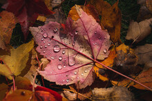 Rain Droplets On An Autumn Leaf