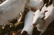 © Cara Brostrom/Stocksy - Goats on a farm