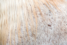 Close Up Of The Mane Of A Pony