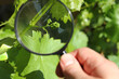young bunch of grapes with small berries under a magnifying glass in the garden. inspection of the future harvest