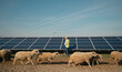 © Videophilia Stock/Stocksy - An animal farm with Solar Panels