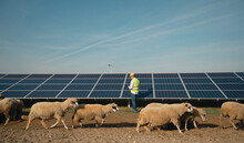 An Animal Farm With Solar Panels