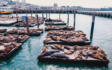 Relaxing Seals In The Pier Of San Francisco