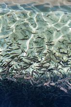 Many Juvenile Trout Fish In Hatchery