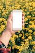 Agronomist with smartphone mock up screen in oilseed rape field