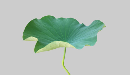 Wall Mural - isolated a single lotus leaf with clipping paths.