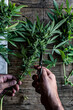 © KEMA Food Culture/Stocksy - Cutting a Cannabis Plant