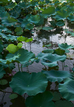 Beautiful And Quiet Lotus Pond