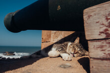 Cat Sleeping Under A Cannon In Moroccan Old Fortress
