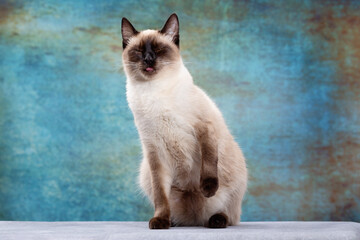 Wall Mural - Portrait of a beautiful Thai cat on a blue background in grunge style.