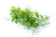 bunch of freshly cut green pea sprouts micro greens