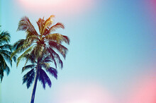 One Palm Tree