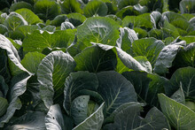 Greenhouse Cabbages