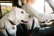 © Ryan Tuttle/Stocksy - Dog sitting in backseat