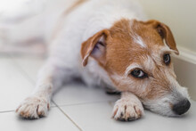 Sad Dog Breed Jack Russell Terrier, Parson Rassel Terrier Or Fox Terrier Lies With Sad Eyes, Bored, Waiting For The Owner. A Pet With White Fur And Brown Red Spots In A White Interior On A White Floor