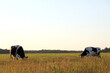 two cows graze in a large meadow on a summer evening. spacious open air pasture